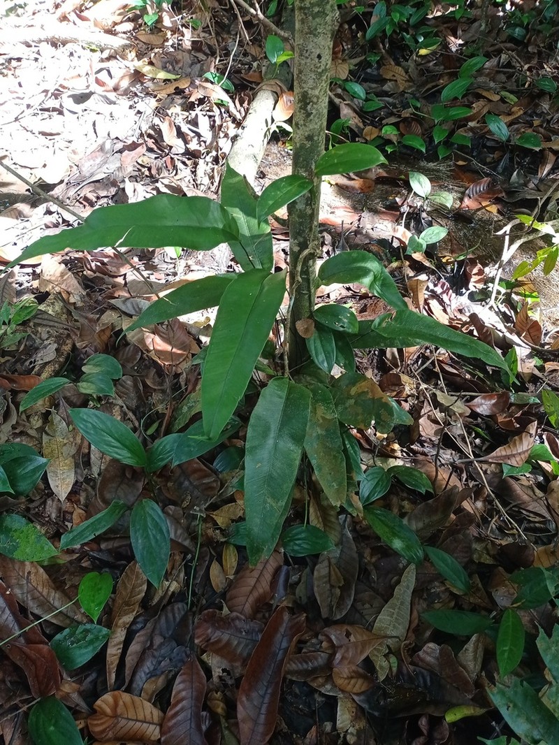 Syngramma alismifolia photo 6