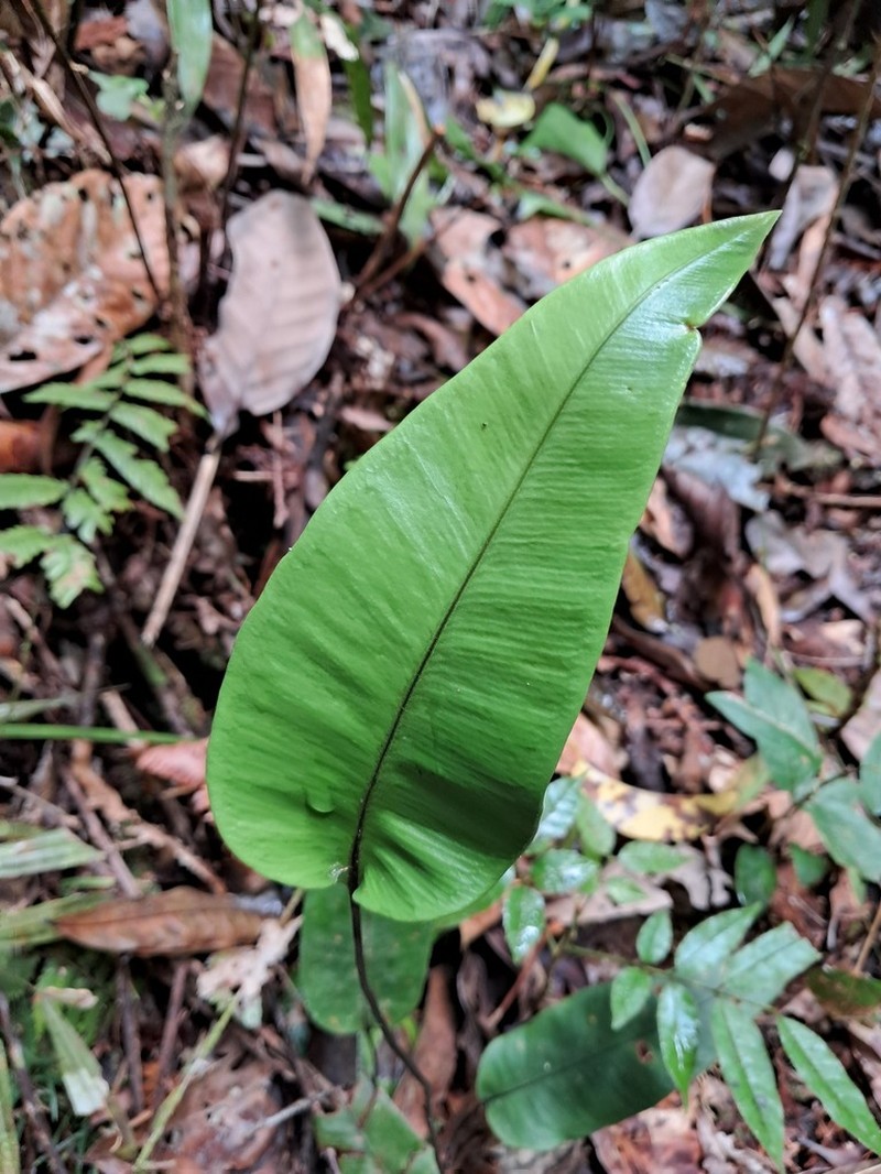 Syngramma alismifolia photo 7
