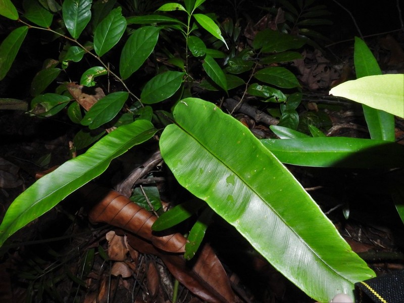 Syngramma alismifolia photo 8