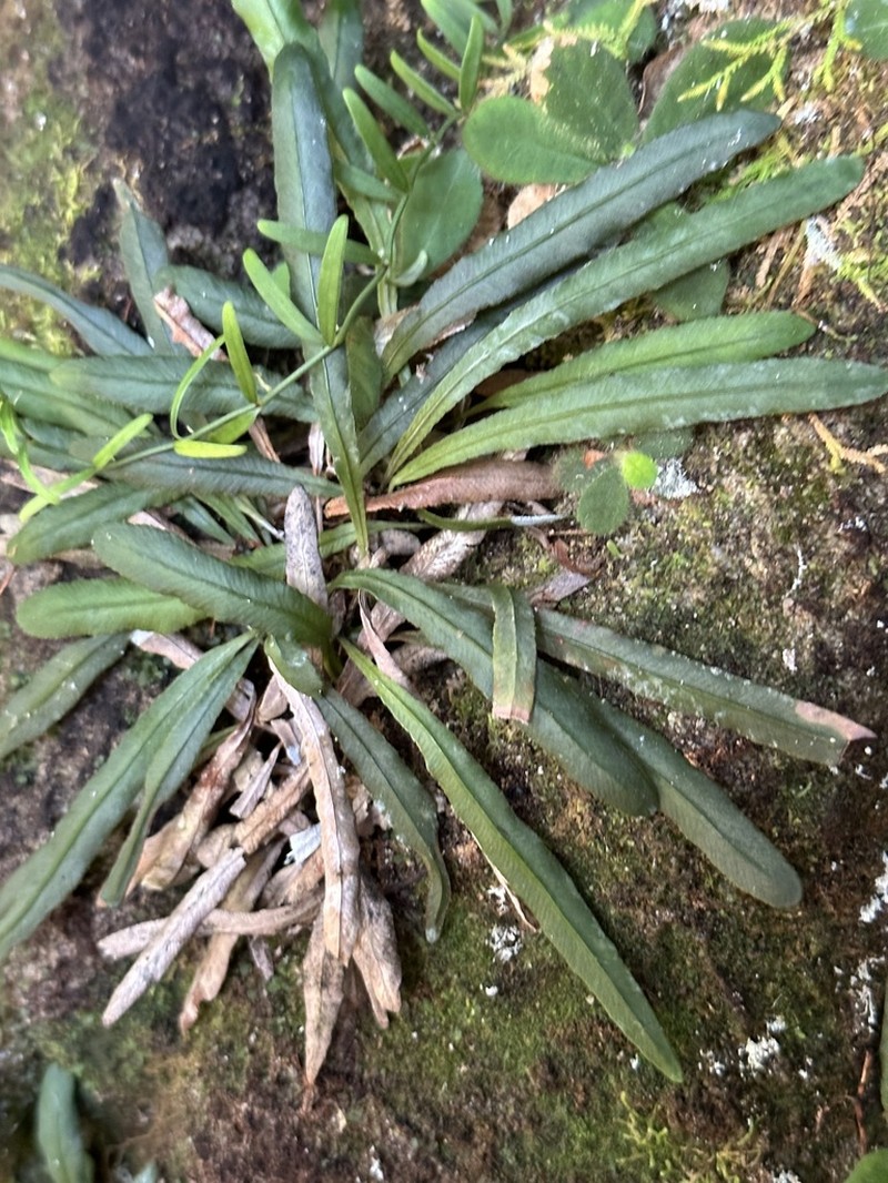 Syngramma cartilagidens