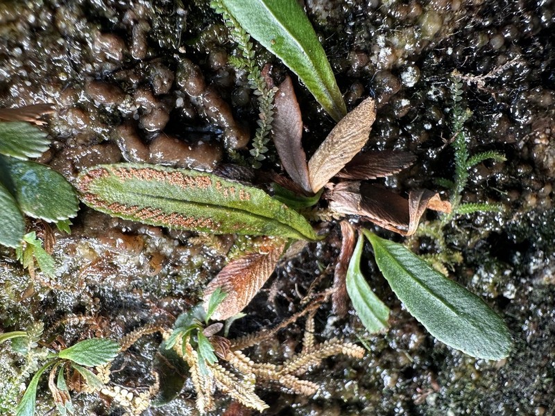 Syngramma cartilagidens photo 2