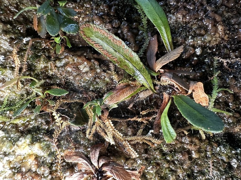 Syngramma cartilagidens photo 4