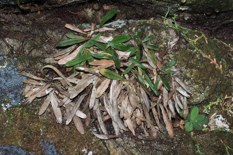 Syngramma cartilagidens photo 6