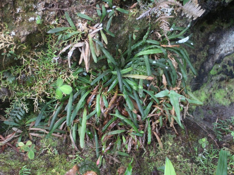 Syngramma cartilagidens photo 7