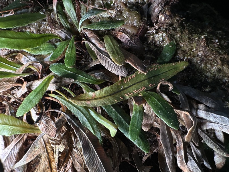 Syngramma cartilagidens photo 8