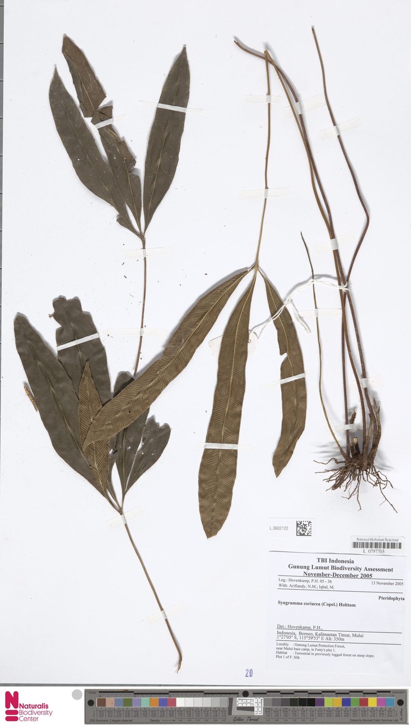Syngramma coriacea
