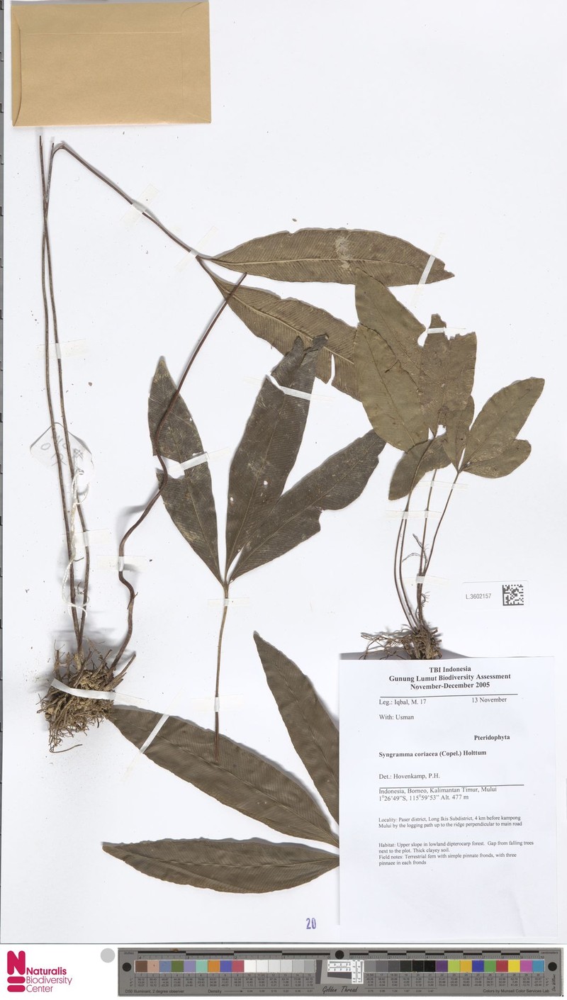 Syngramma coriacea photo 2