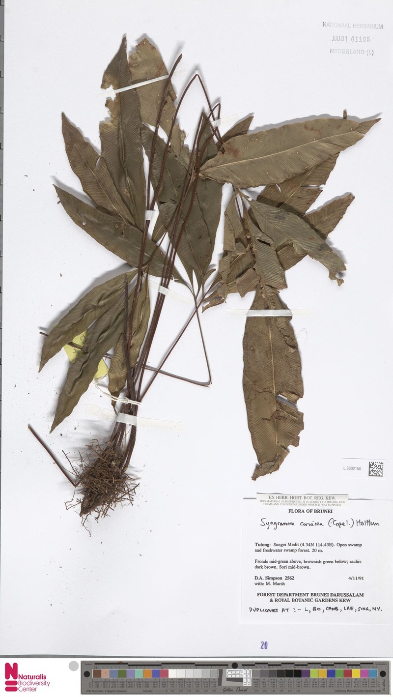 Syngramma coriacea photo 3