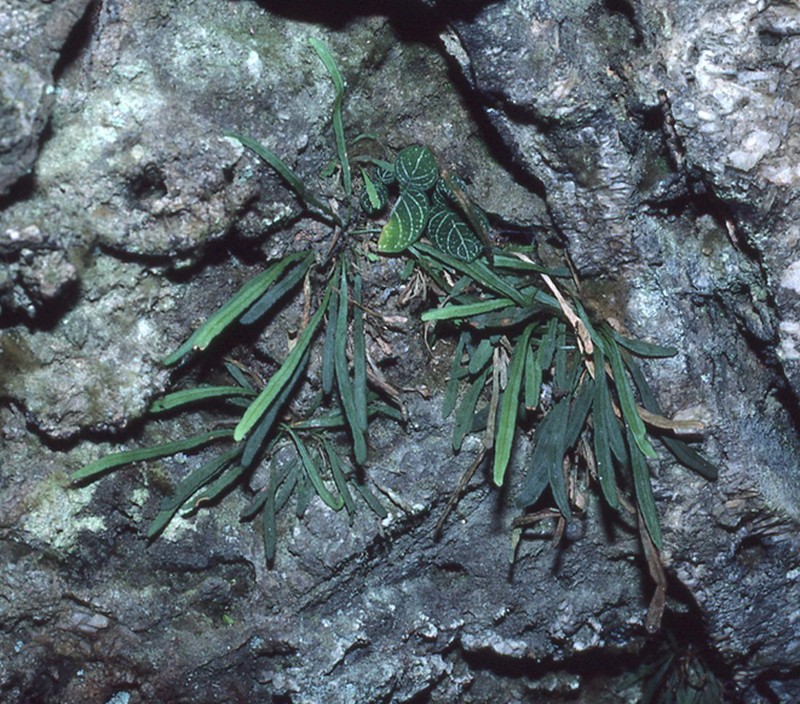 Syngramma dayi