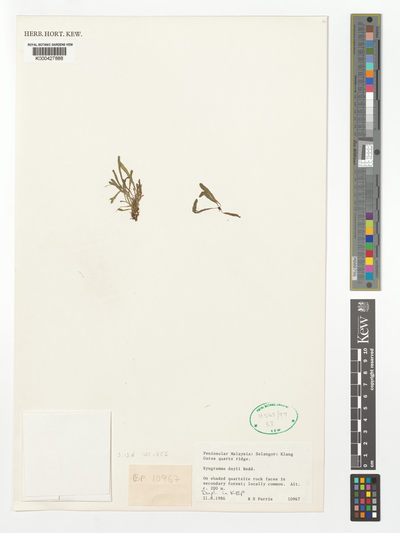 Syngramma dayi photo 3