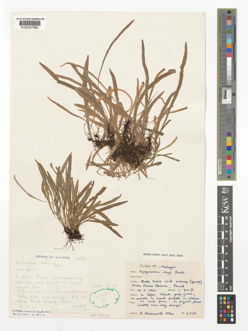 Syngramma dayi photo 4