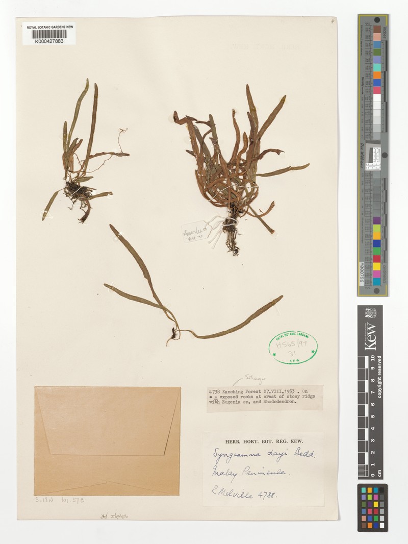 Syngramma dayi photo 5