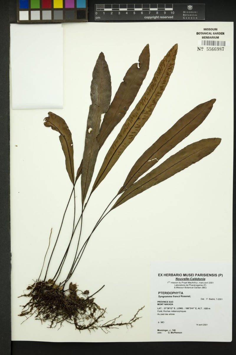 Syngramma francii photo 2