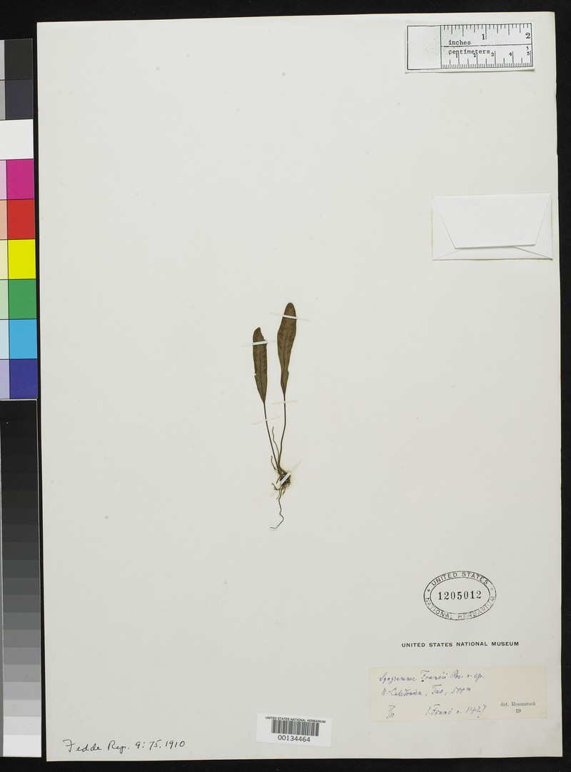 Syngramma francii