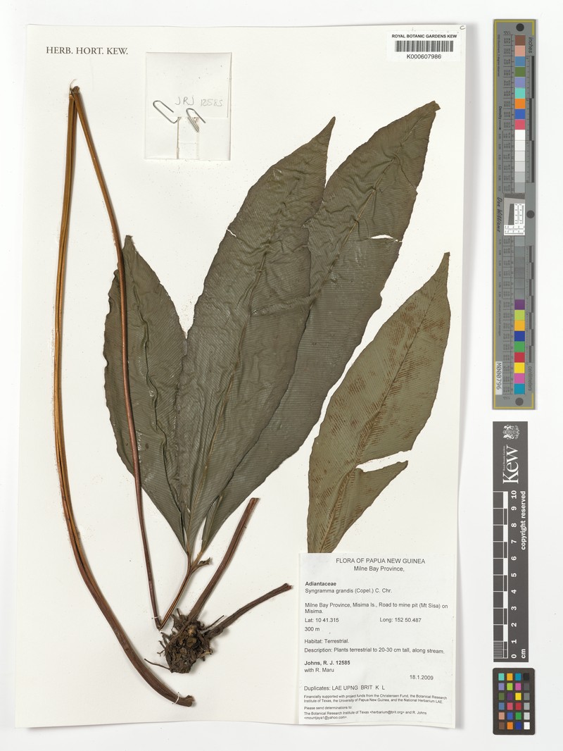 Syngramma grandis