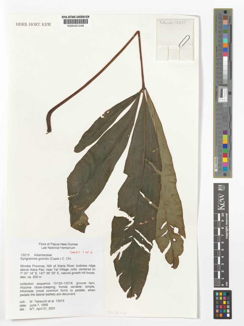 Syngramma grandis photo 2