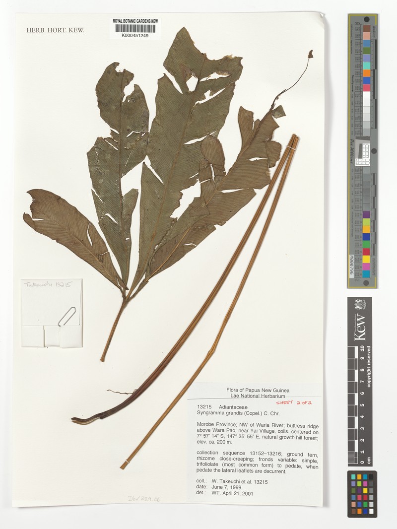 Syngramma grandis photo 3