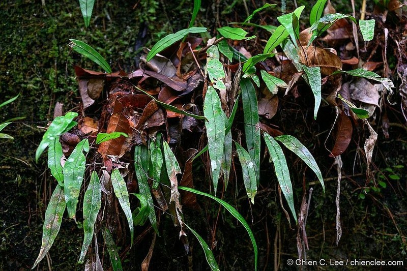 Syngramma lobbiana photo 2