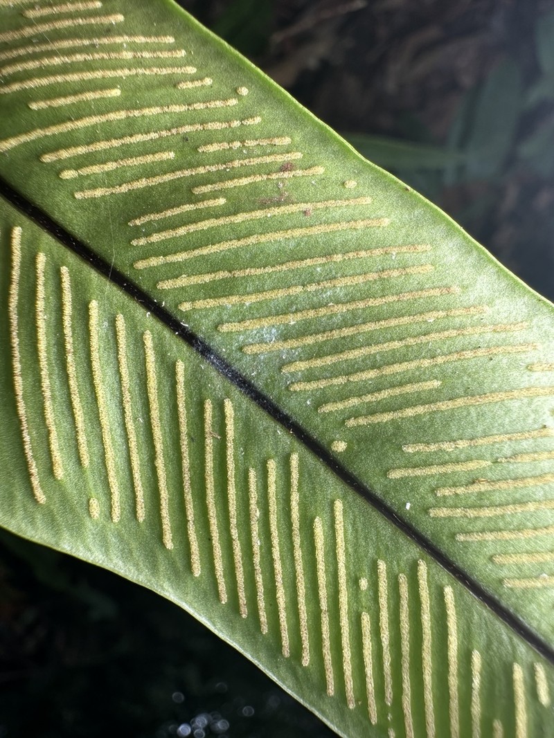 Syngramma lobbiana photo 3