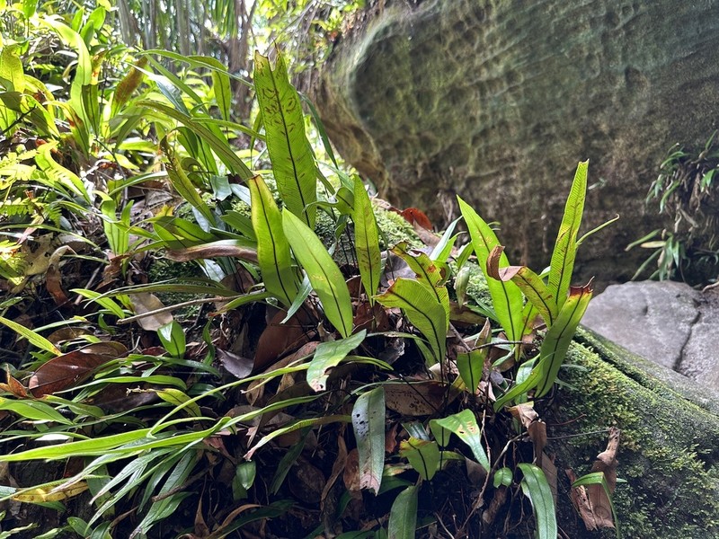 Syngramma lobbiana photo 4