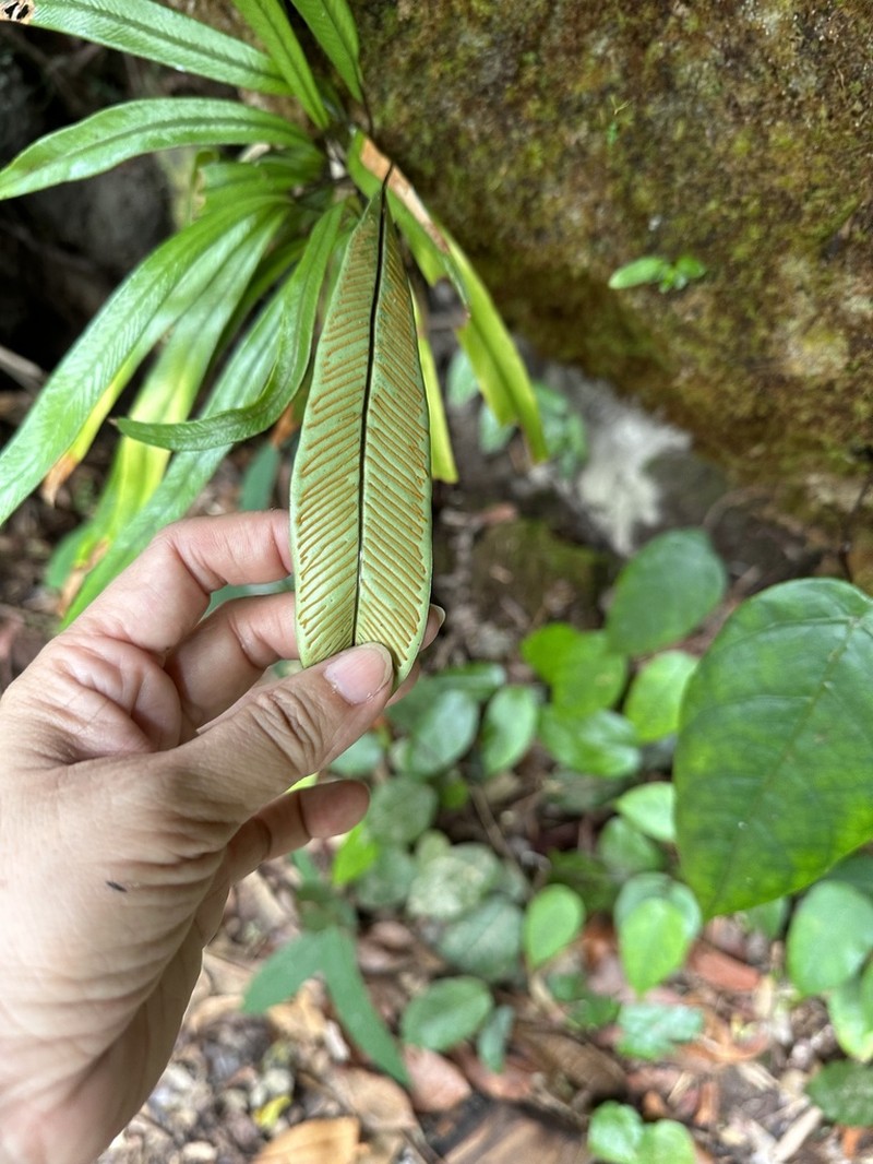 Syngramma lobbiana photo 6