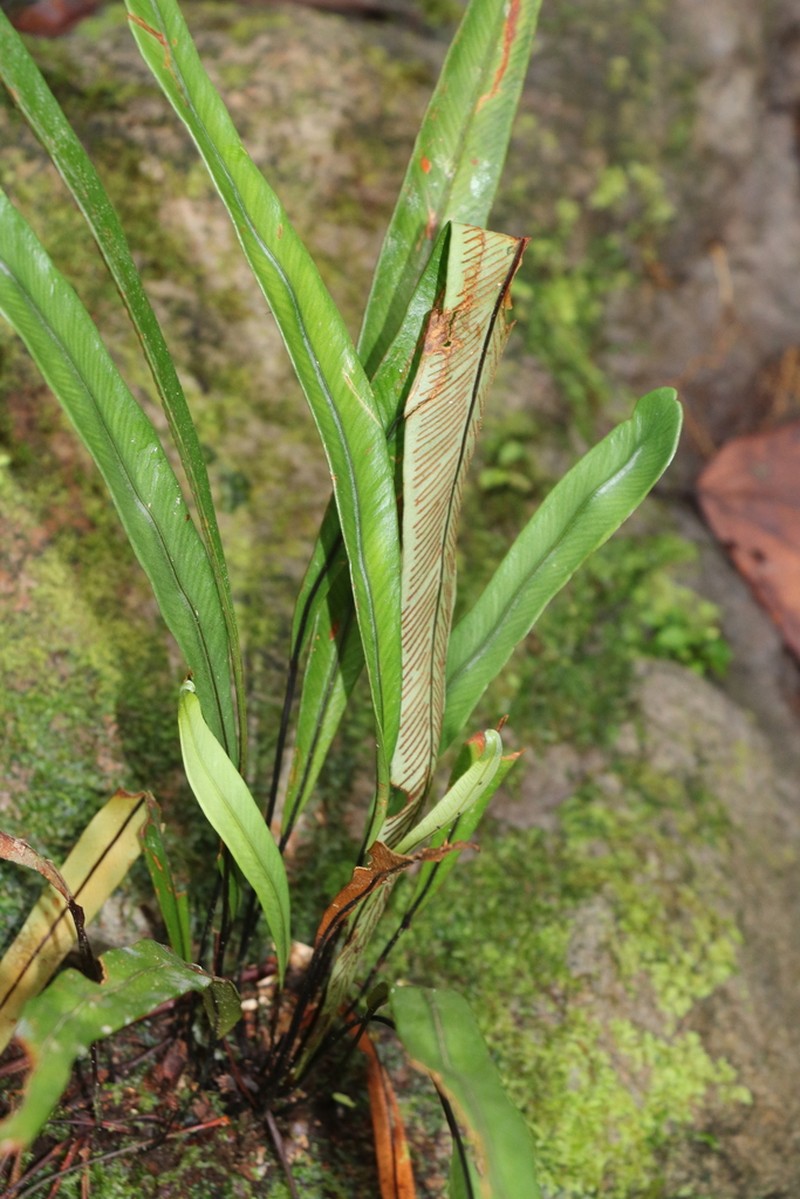 Syngramma lobbiana photo 7