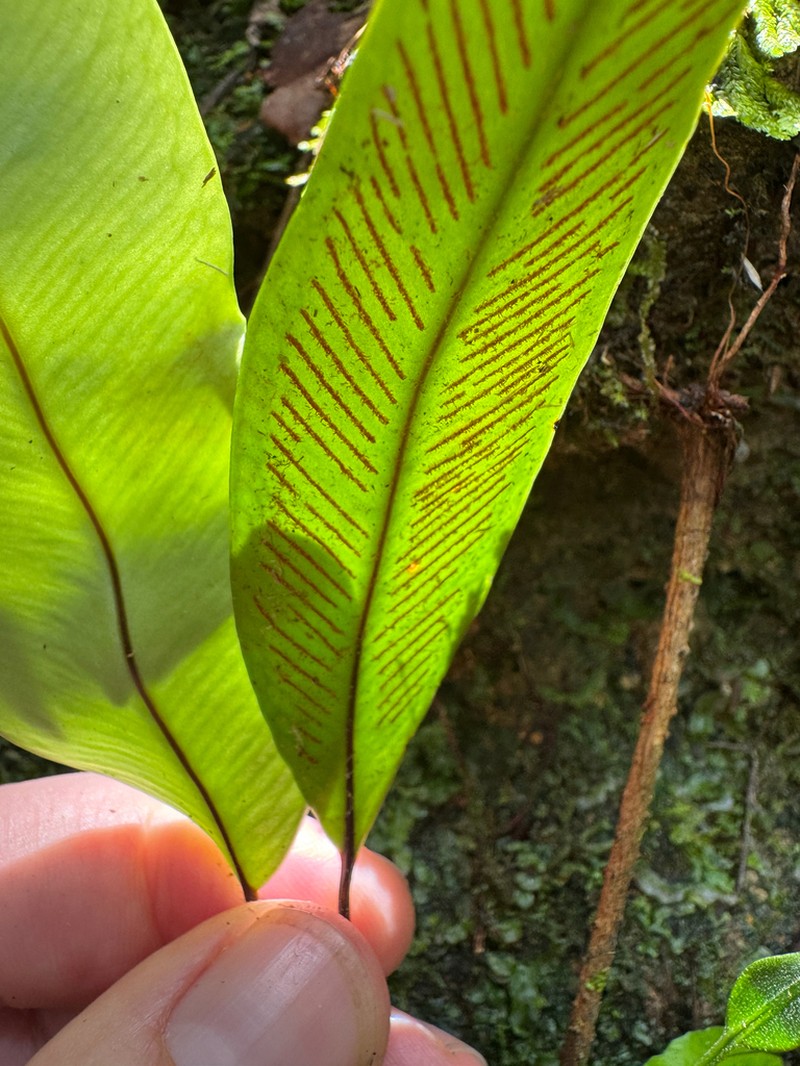 Syngramma lobbiana photo 8
