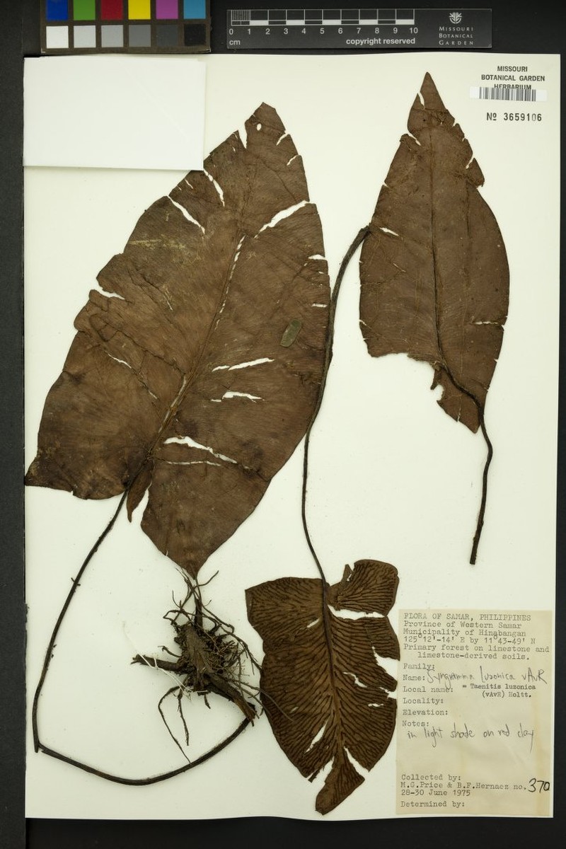 Syngramma luzonica