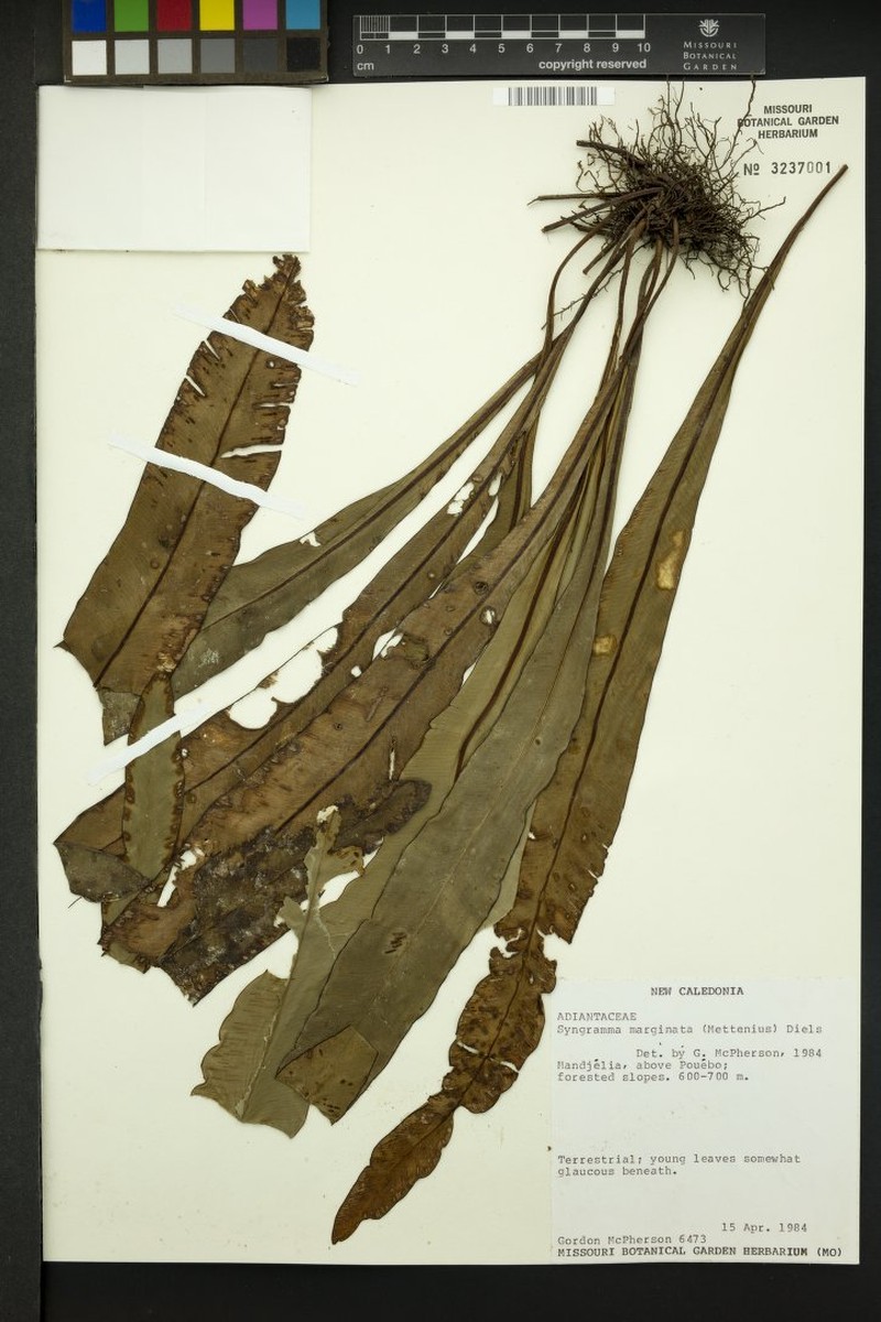 Syngramma marginata