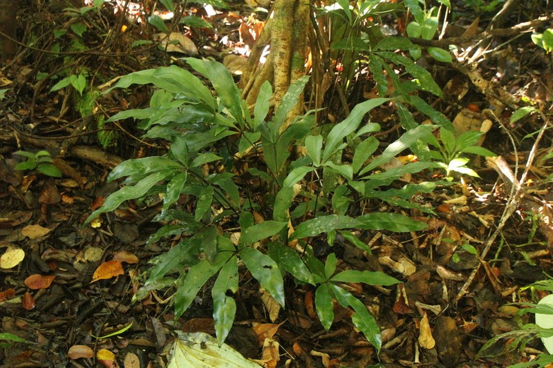 Syngramma quinata