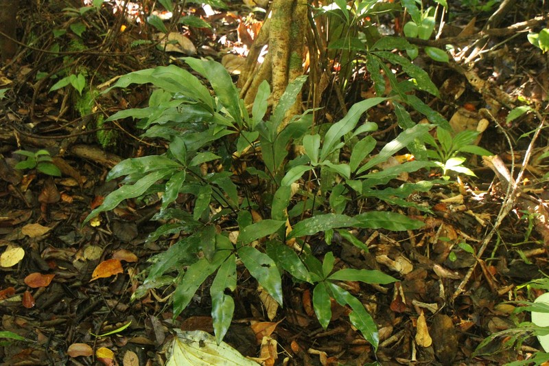 Syngramma quinata photo 2