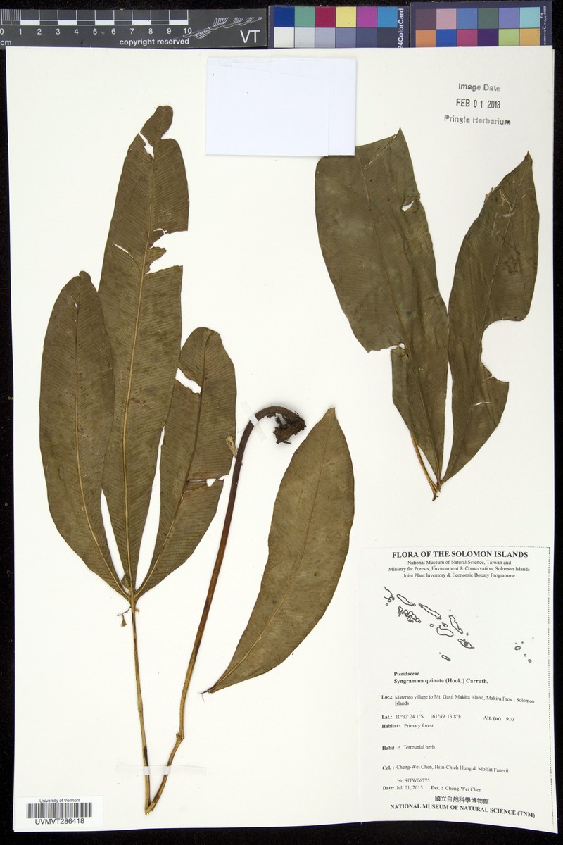 Syngramma quinata photo 3