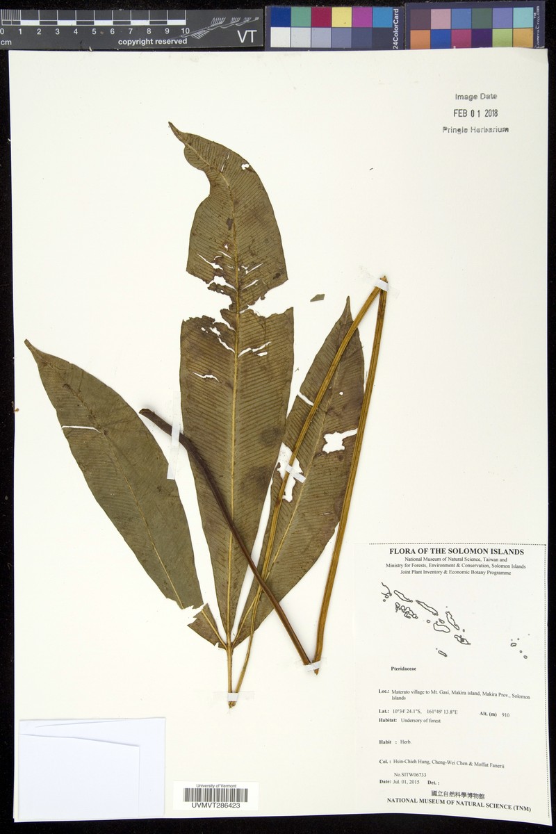 Syngramma quinata photo 4