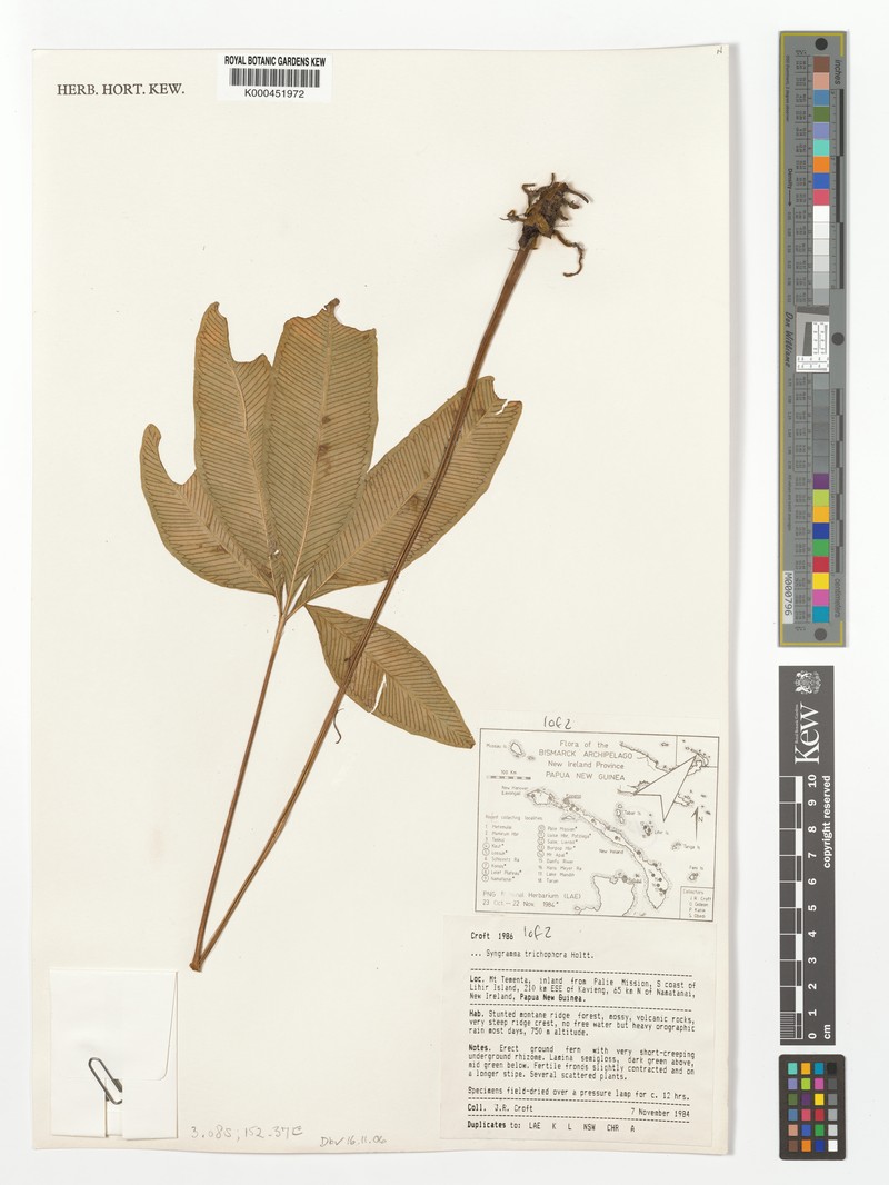 Syngramma trichophora