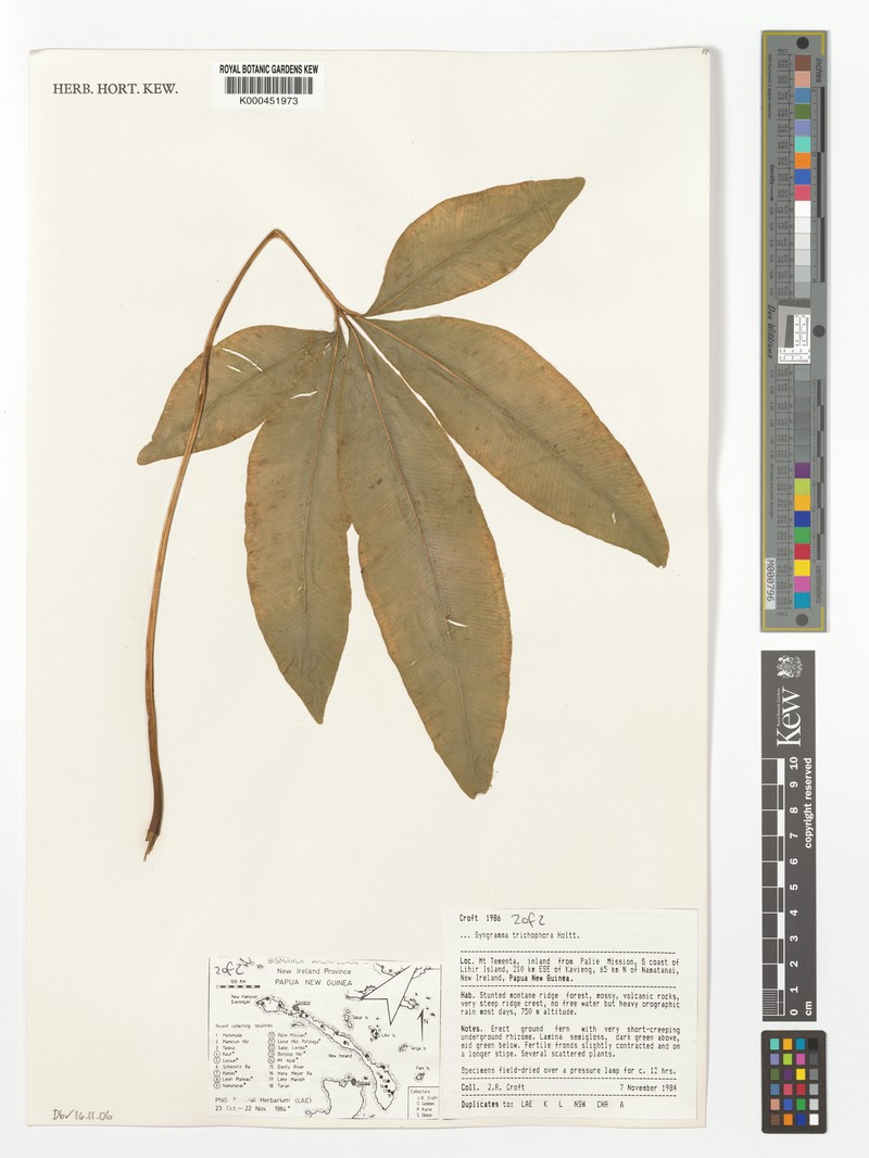 Syngramma trichophora photo 2
