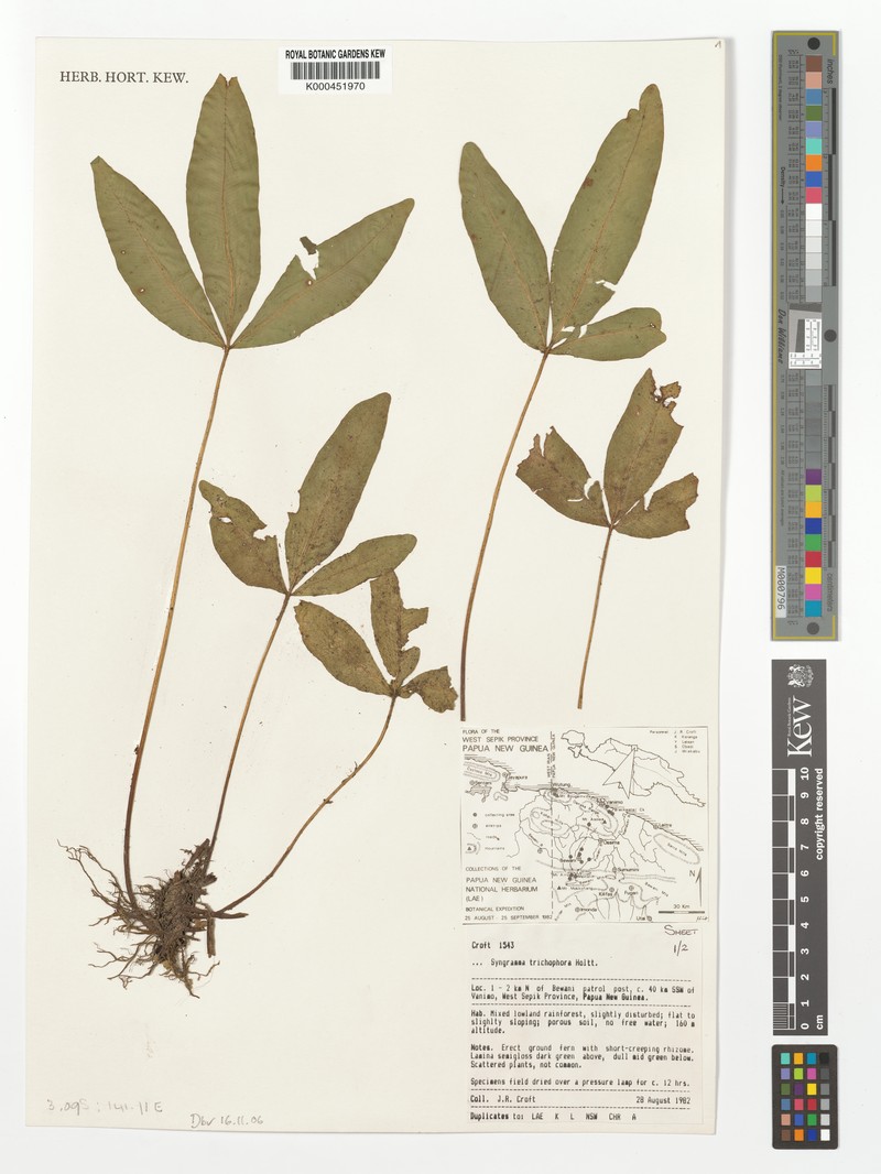Syngramma trichophora photo 3