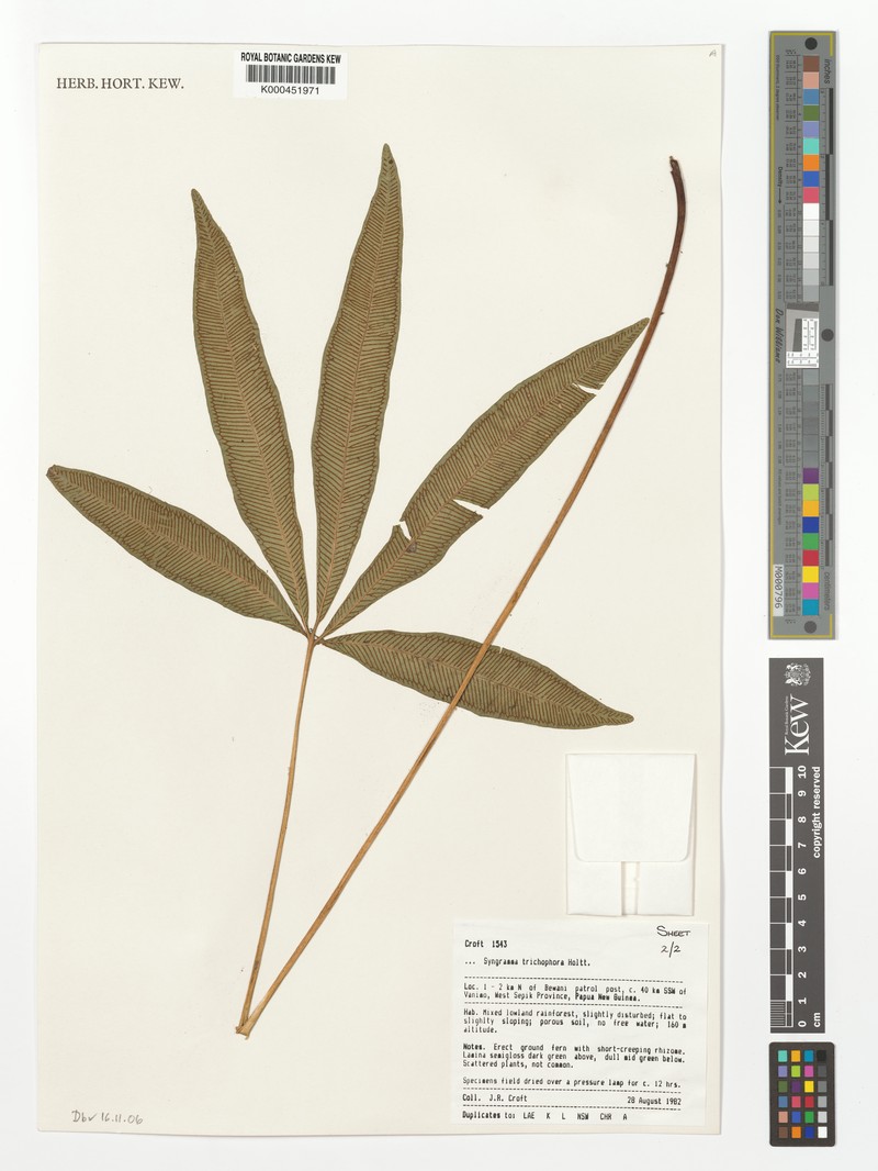 Syngramma trichophora photo 4