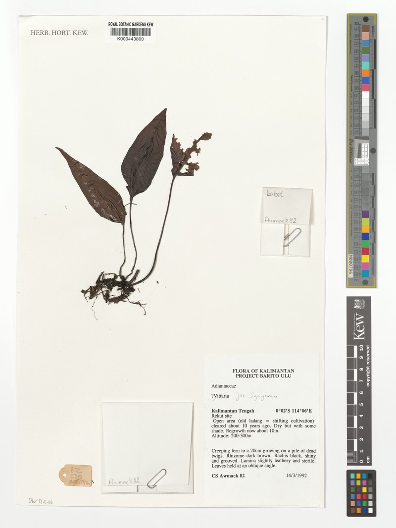Syngramma valleculata