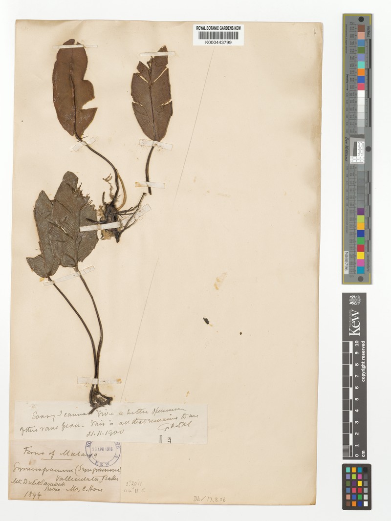 Syngramma valleculata photo 2