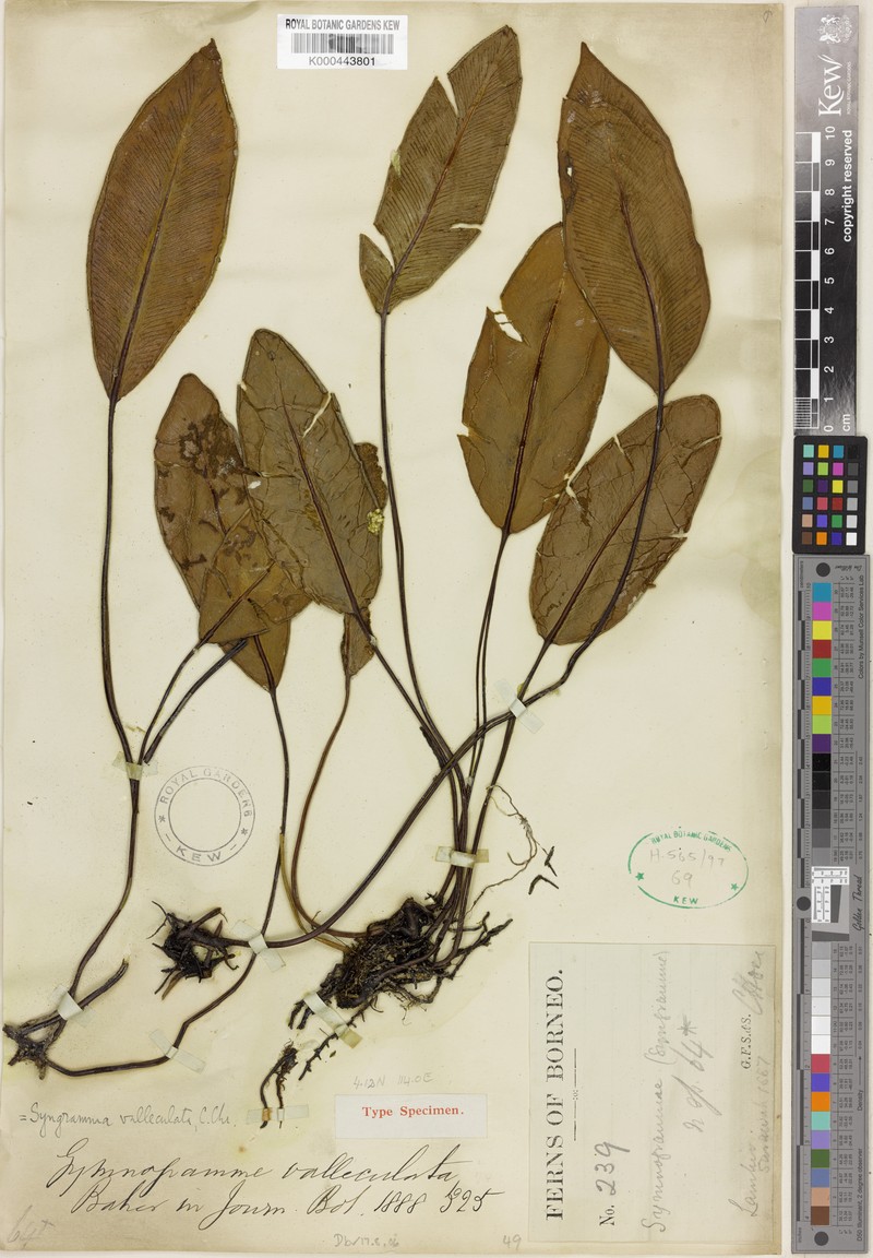Syngramma valleculata photo 3