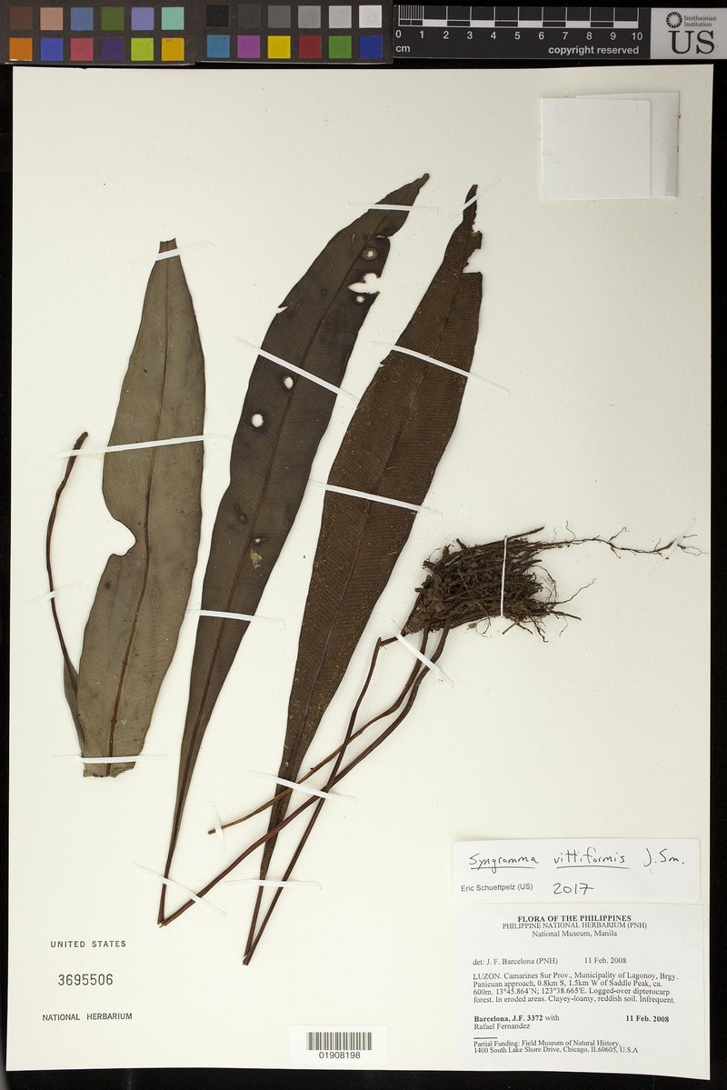 Syngramma vittiformis