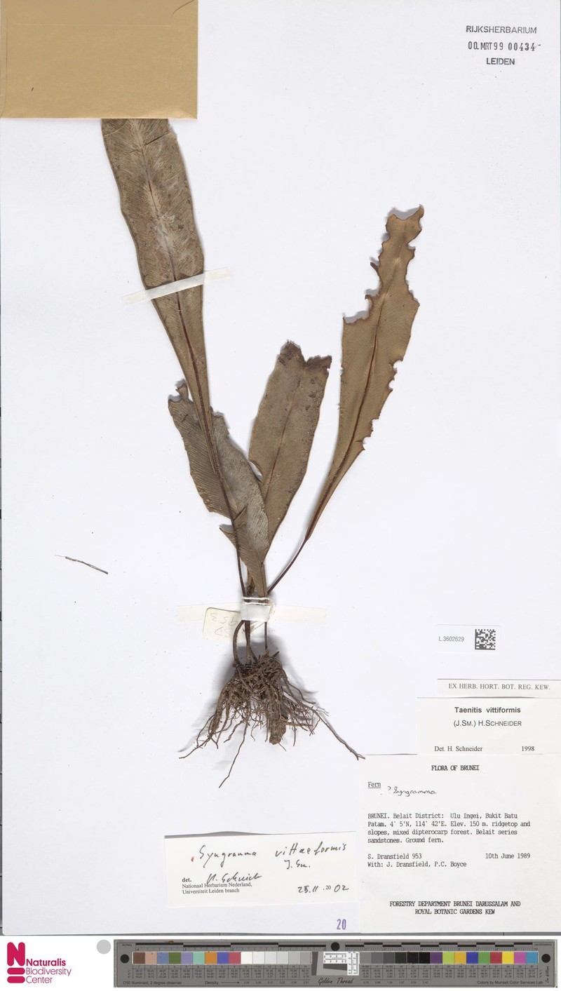 Syngramma vittiformis photo 2