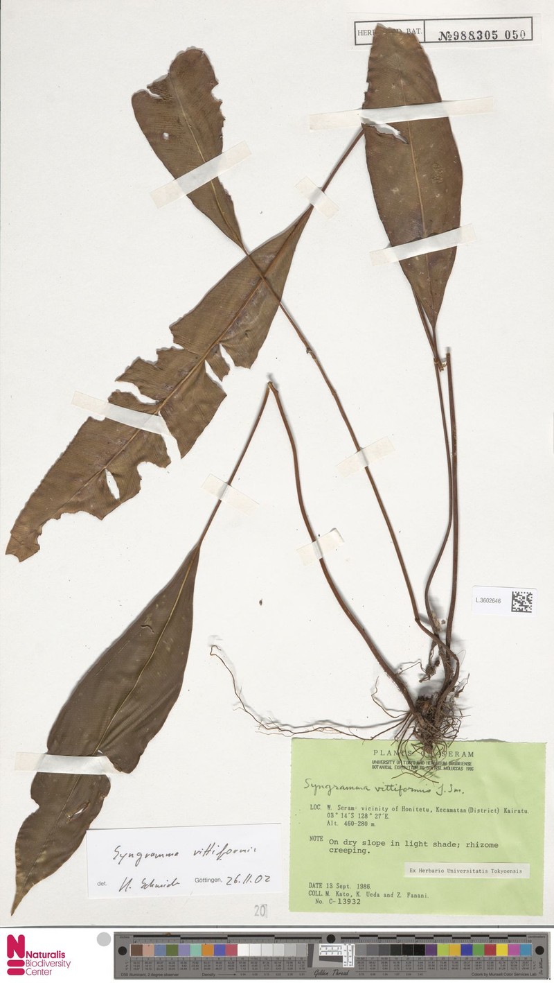 Syngramma vittiformis photo 3