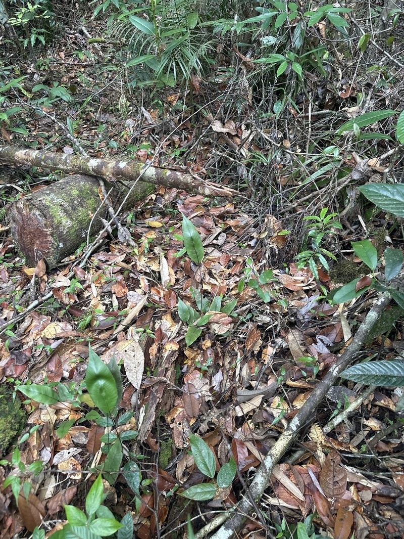Syngramma wallichii photo 2