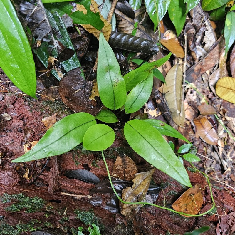 Syngramma wallichii photo 3