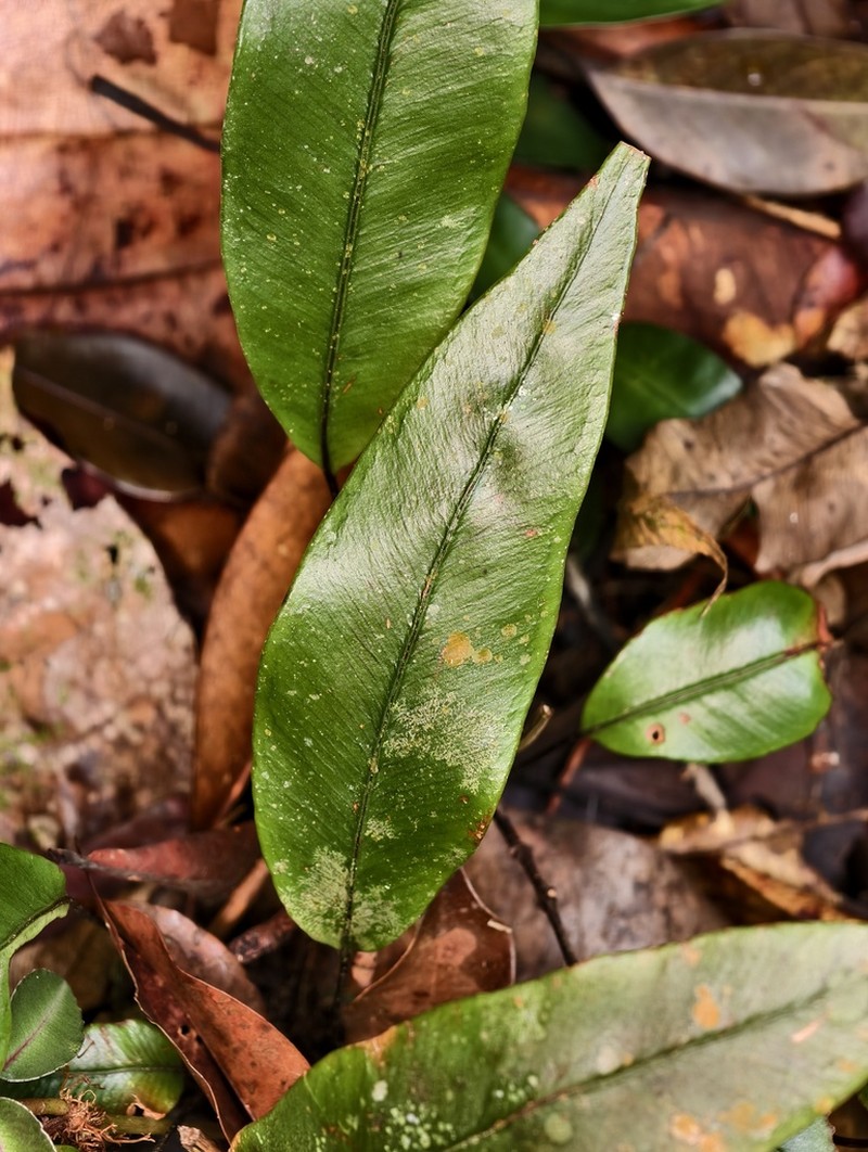 Syngramma wallichii photo 4