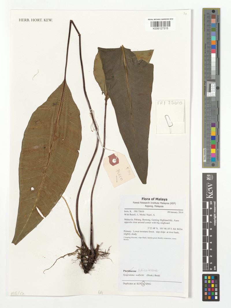 Syngramma wallichii photo 8