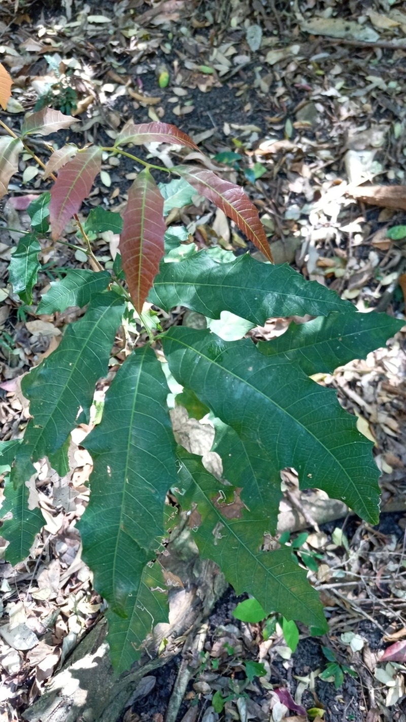 Synima heterophylla