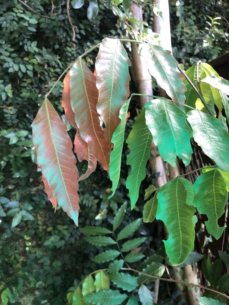 Synima heterophylla photo 2