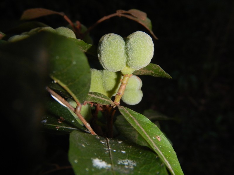 Synima heterophylla photo 3